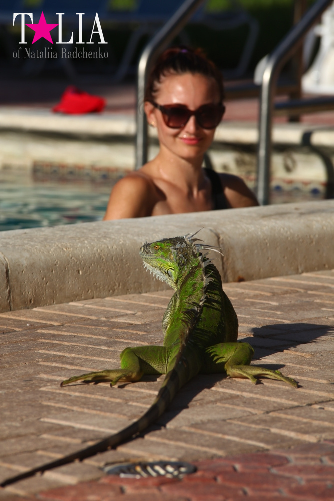 Наша отельная игуана или дикая природа Флориды