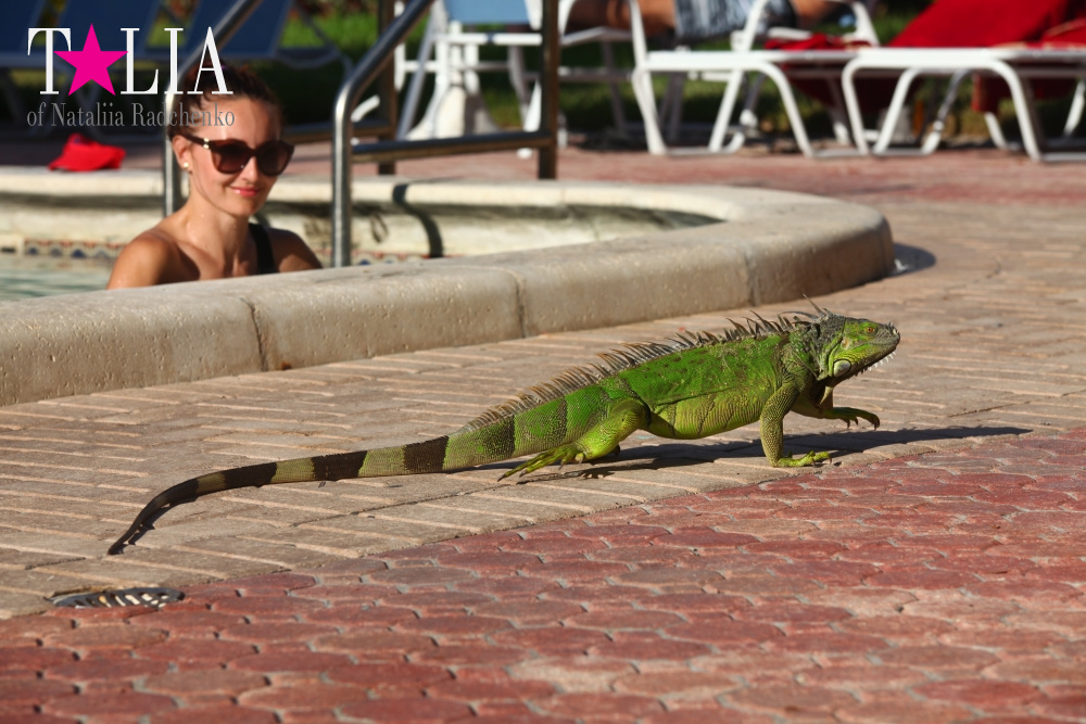 Наша отельная игуана или дикая природа Флориды