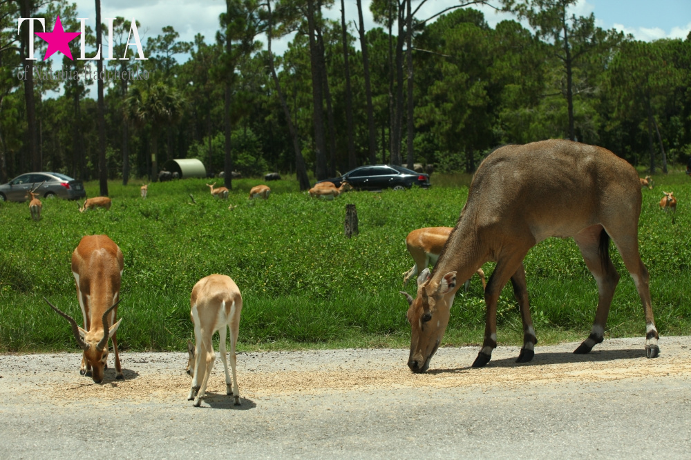 Львиное сафари в Майами (Lion Country Safari) 2 часть