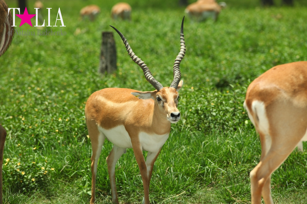 Львиное сафари в Майами (Lion Country Safari) 2 часть