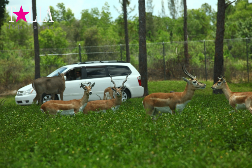 Львиное сафари в Майами (Lion Country Safari) 2 часть