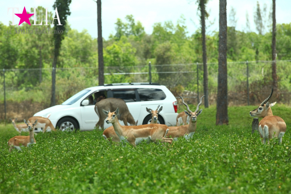 Львиное сафари в Майами (Lion Country Safari) 2 часть