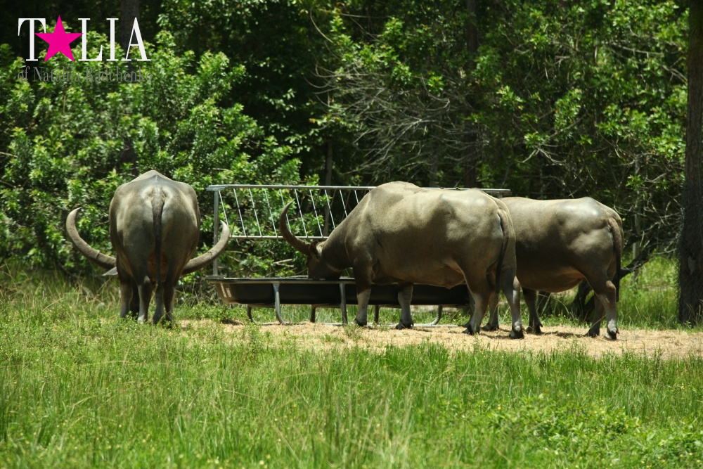 Львиное сафари в Майами (Lion Country Safari) 2 часть
