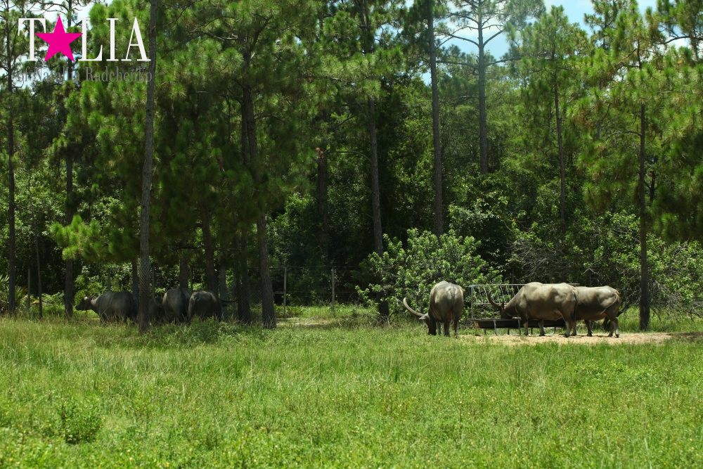 Львиное сафари в Майами (Lion Country Safari) 2 часть