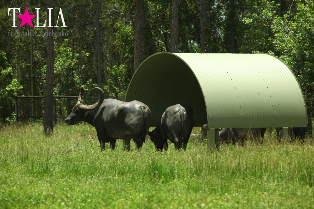 Львиное сафари в Майами (Lion Country Safari) 2 часть