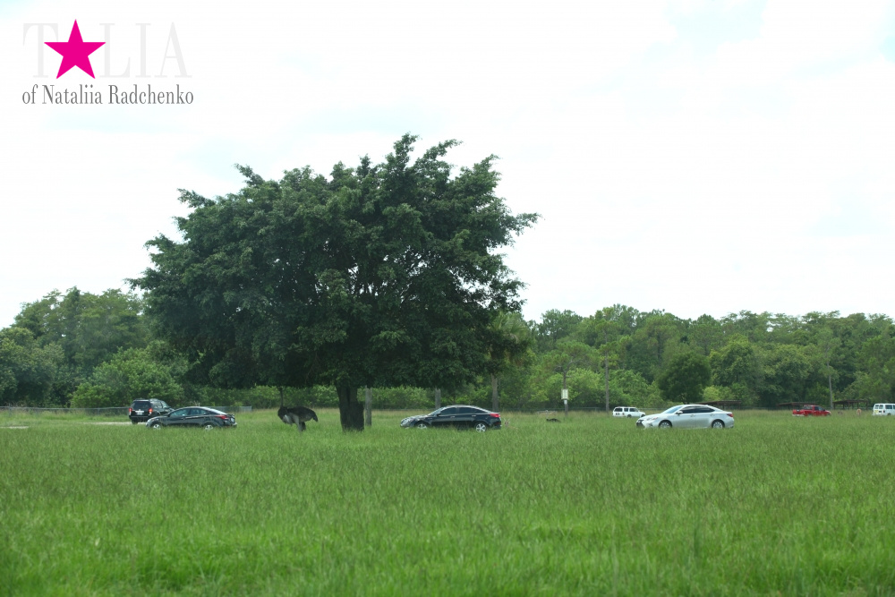 Львиное сафари в Майами (Lion Country Safari) 2 часть