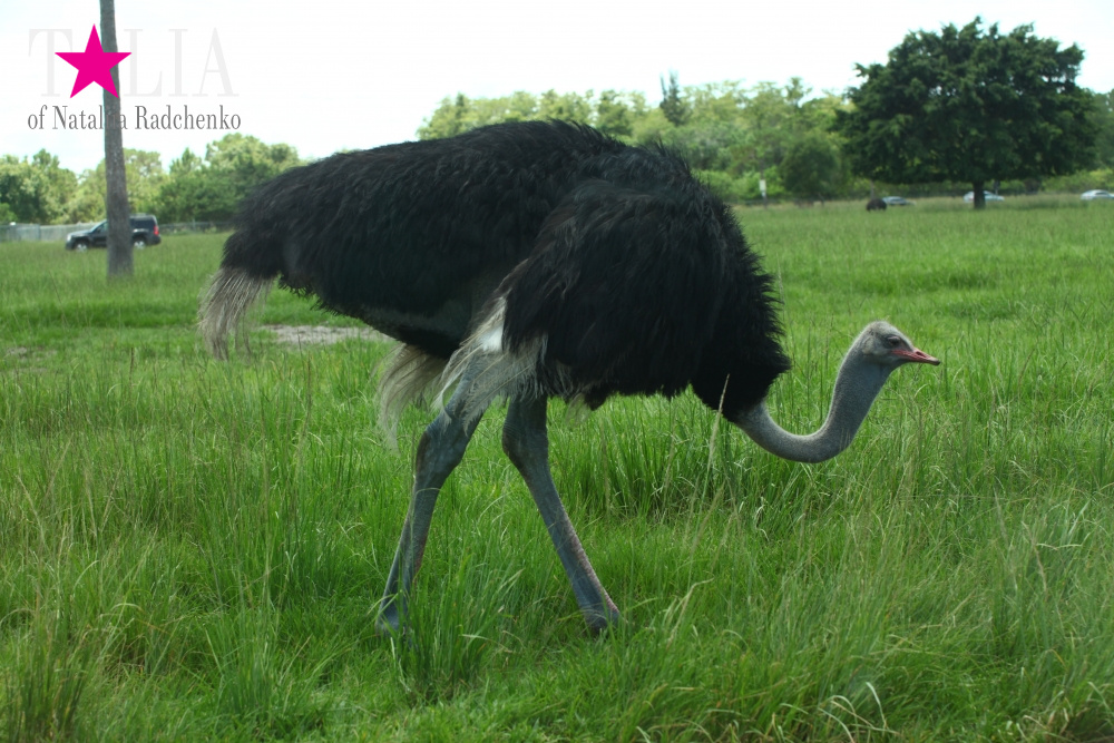 Львиное сафари в Майами (Lion Country Safari) 2 часть