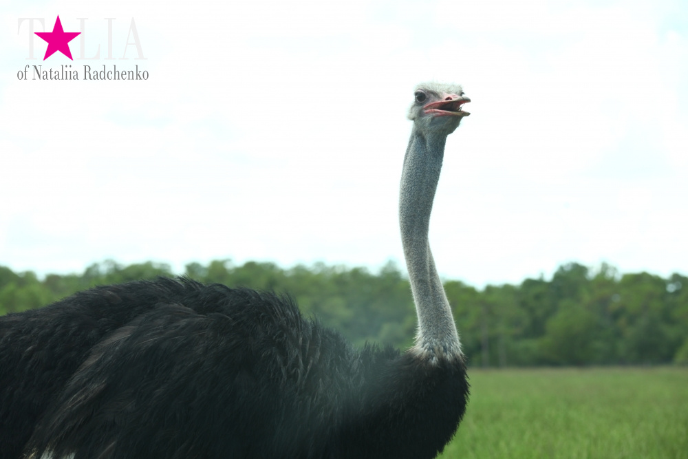 Львиное сафари в Майами (Lion Country Safari) 2 часть