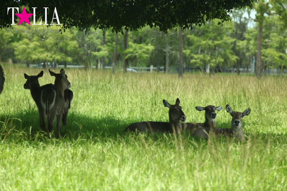 Львиное сафари в Майами (Lion Country Safari) 2 часть