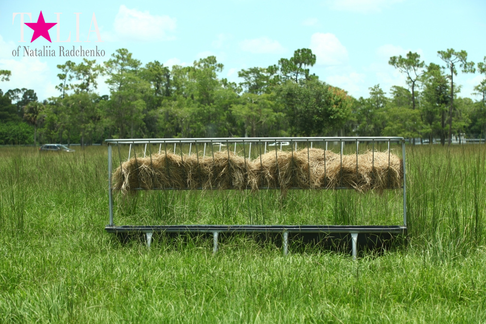 Львиное сафари в Майами (Lion Country Safari) 2 часть