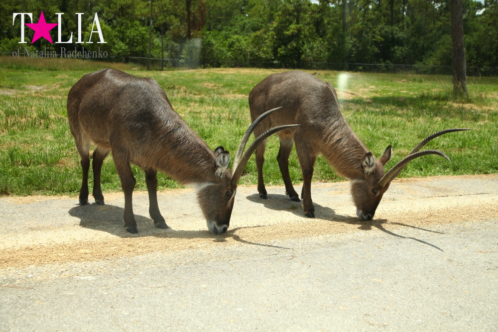 Львиное сафари в Майами (Lion Country Safari) 2 часть