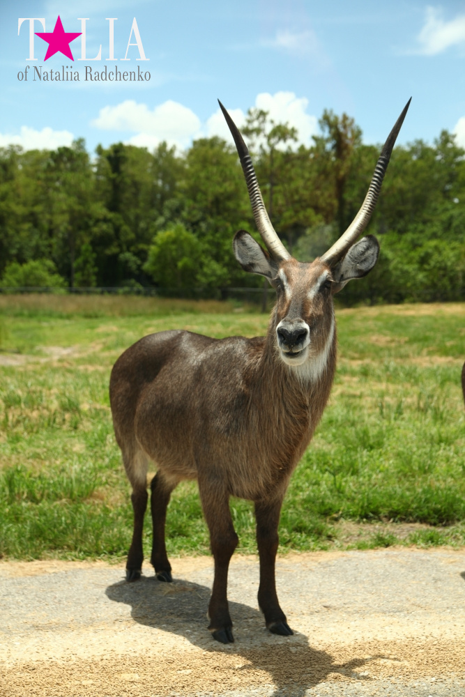 Львиное сафари в Майами (Lion Country Safari) 2 часть