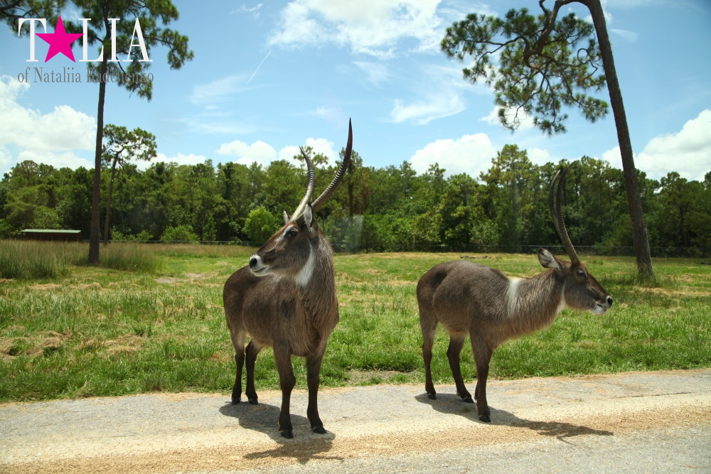 Львиное сафари в Майами (Lion Country Safari) 2 часть