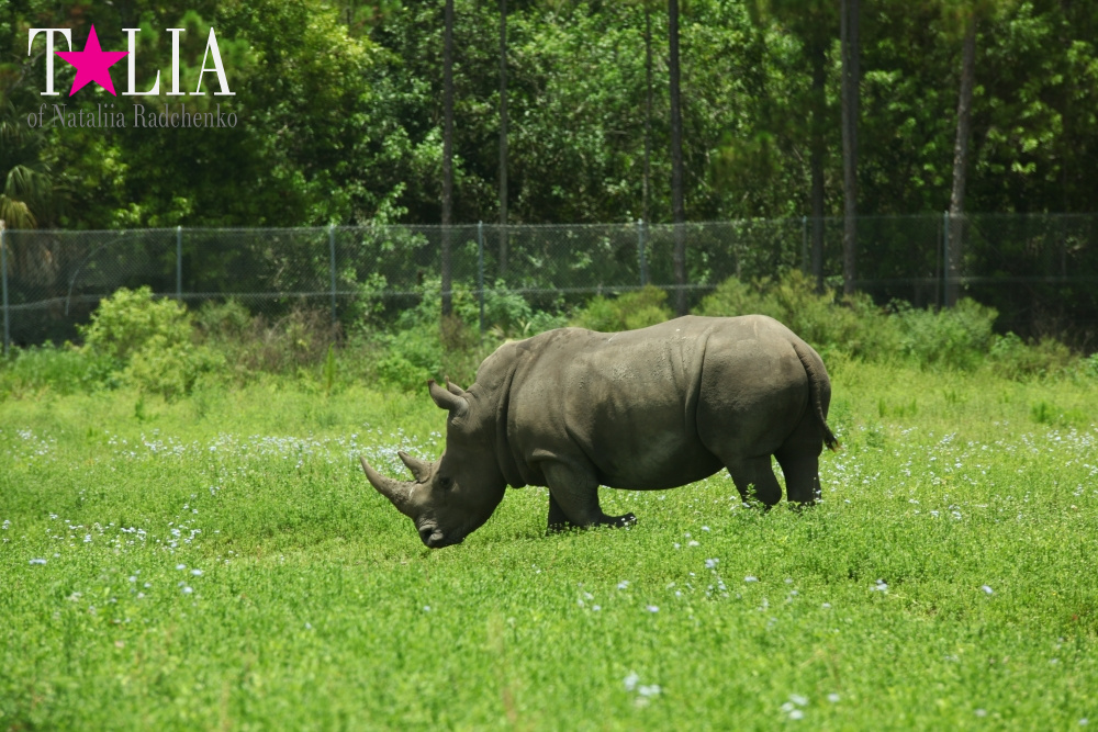 Львиное сафари в Майами (Lion Country Safari) 2 часть