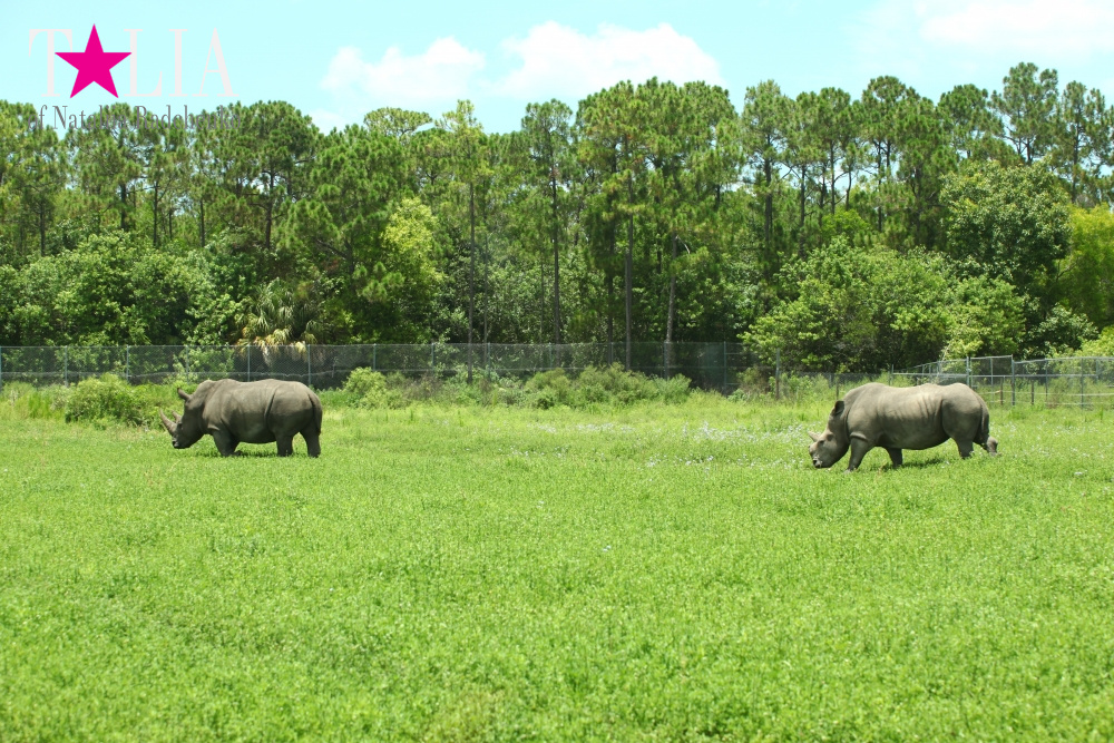 Львиное сафари в Майами (Lion Country Safari) 2 часть