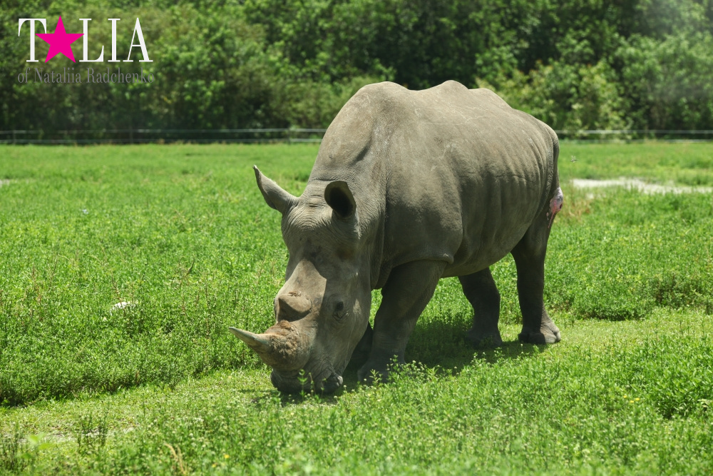 Львиное сафари в Майами (Lion Country Safari) 2 часть