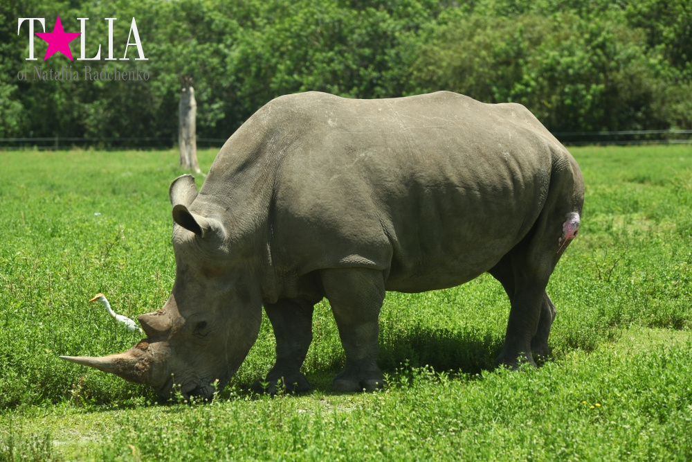 Львиное сафари в Майами (Lion Country Safari) 2 часть