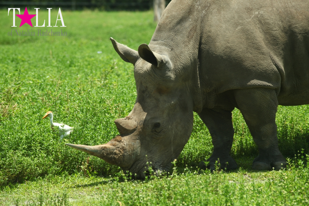 Львиное сафари в Майами (Lion Country Safari) 2 часть