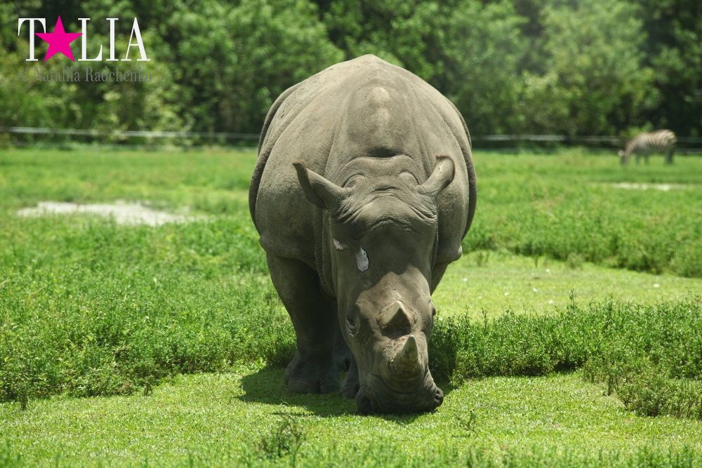 Львиное сафари в Майами (Lion Country Safari) 2 часть