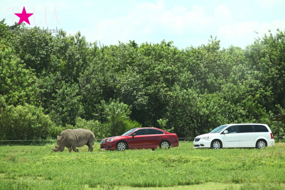 Львиное сафари в Майами (Lion Country Safari) 2 часть