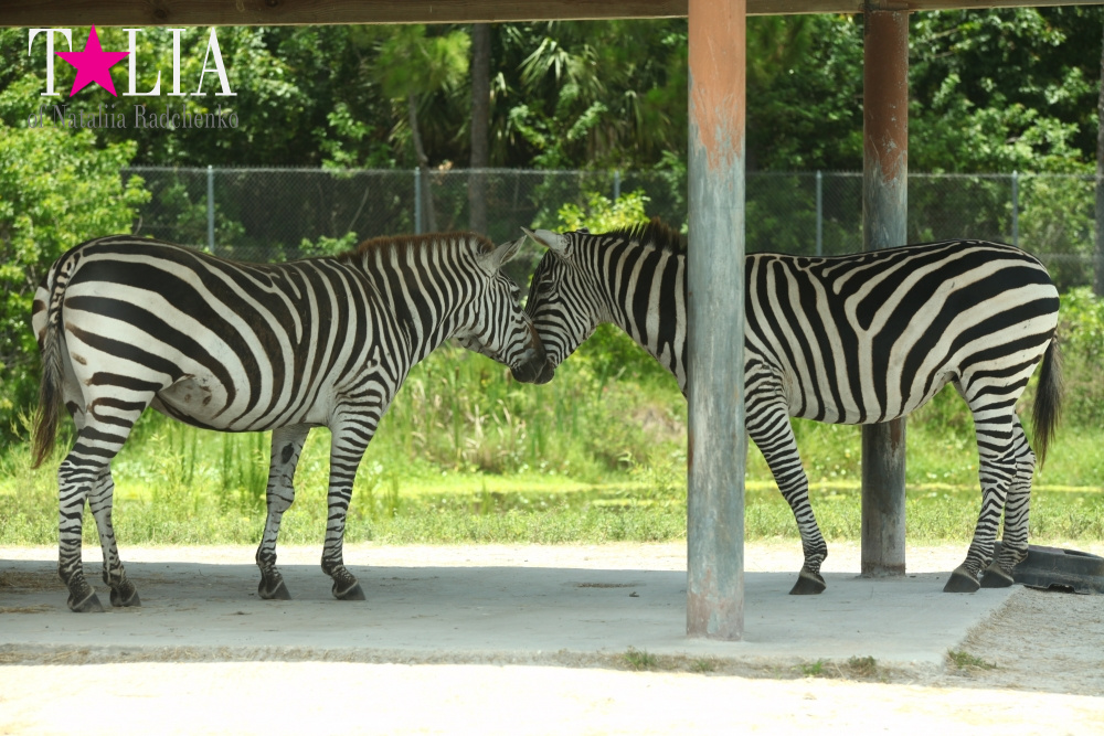 Львиное сафари в Майами (Lion Country Safari) 2 часть