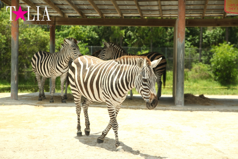 Львиное сафари в Майами (Lion Country Safari) 2 часть