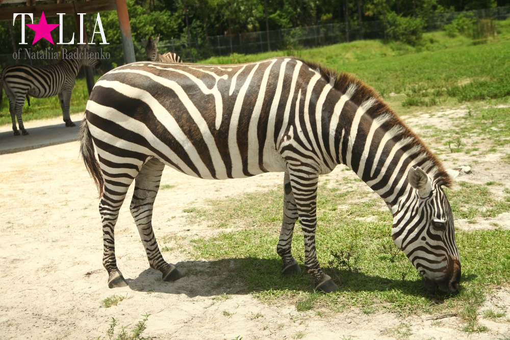 Львиное сафари в Майами (Lion Country Safari) 2 часть