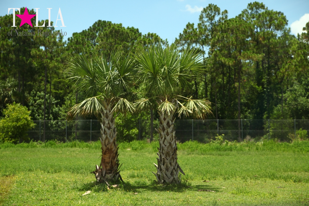 Львиное сафари в Майами (Lion Country Safari) 2 часть