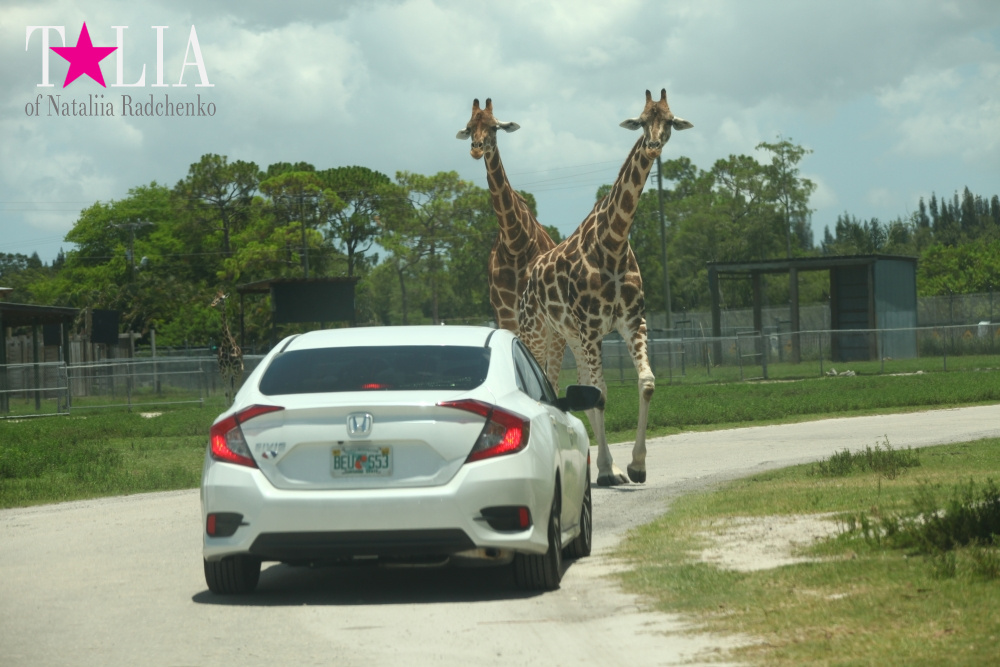 Львиное сафари в Майами (Lion Country Safari) 2 часть