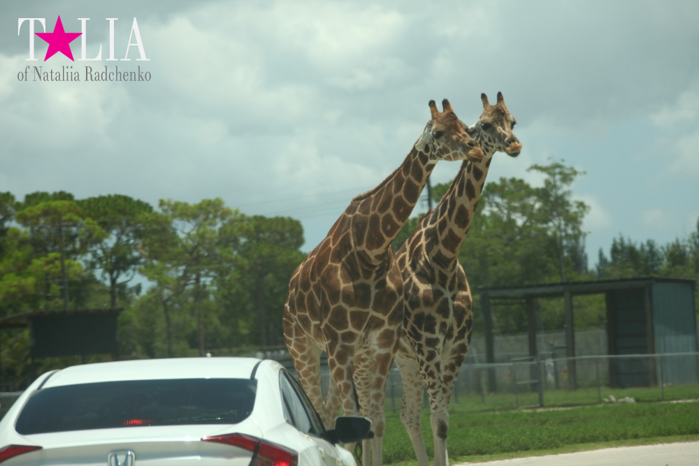 Львиное сафари в Майами (Lion Country Safari) 2 часть