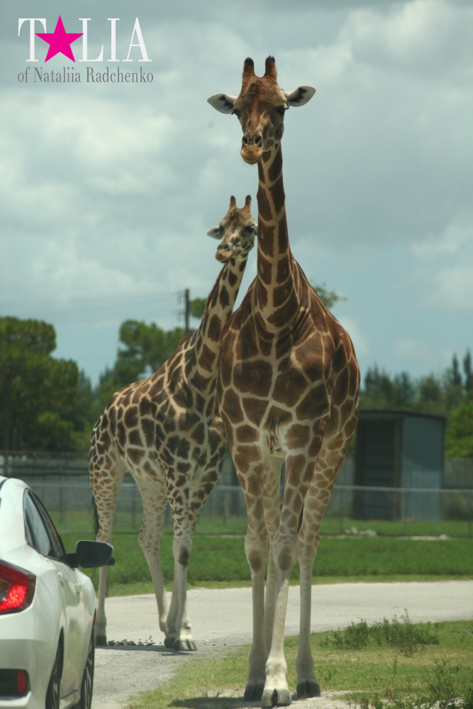 Львиное сафари в Майами (Lion Country Safari) 2 часть