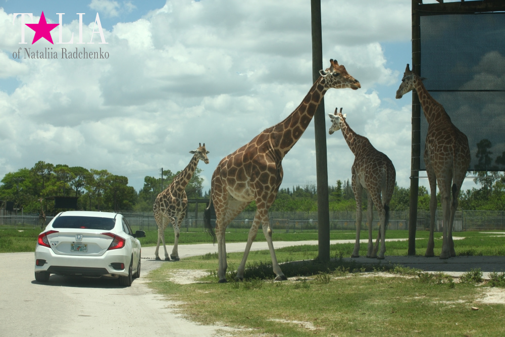 Львиное сафари в Майами (Lion Country Safari) 2 часть