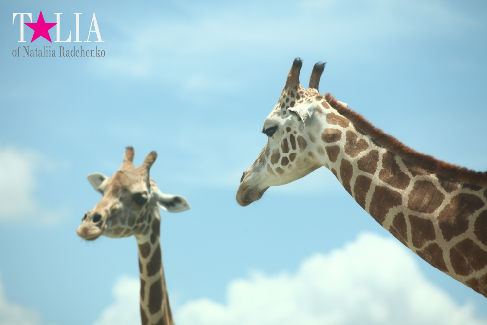 Львиное сафари в Майами (Lion Country Safari) 2 часть