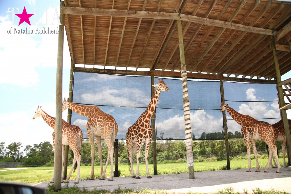 Львиное сафари в Майами (Lion Country Safari) 2 часть