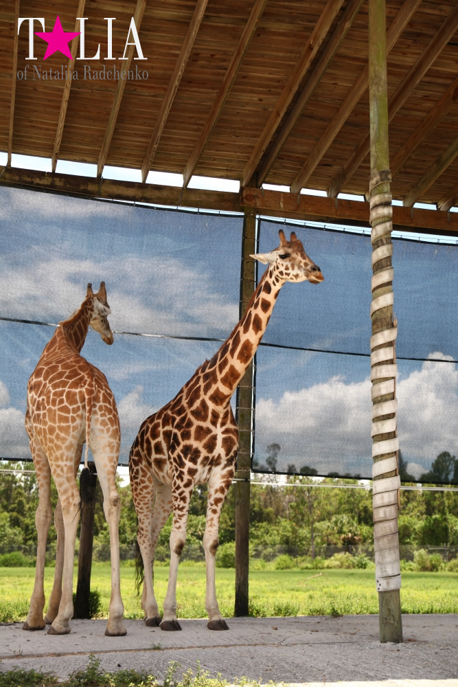 Львиное сафари в Майами (Lion Country Safari) 2 часть