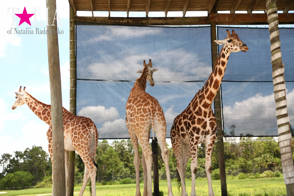 Львиное сафари в Майами (Lion Country Safari) 2 часть