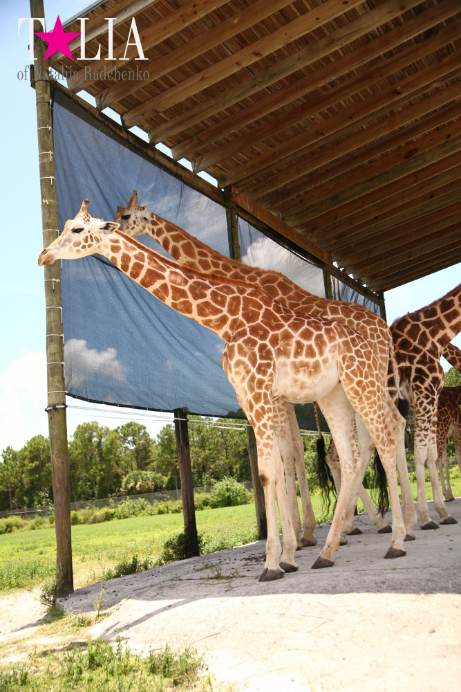 Львиное сафари в Майами (Lion Country Safari) 2 часть