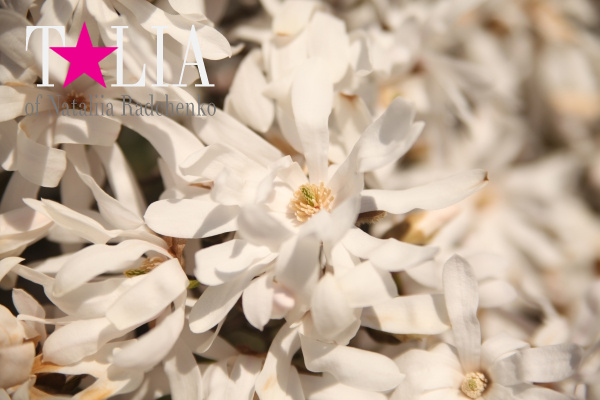 Бруклинский Ботанический Сад в Нью-Йорке (Brooklyn Botanic Garden)