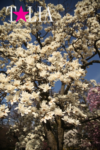 Бруклинский Ботанический Сад в Нью-Йорке (Brooklyn Botanic Garden)
