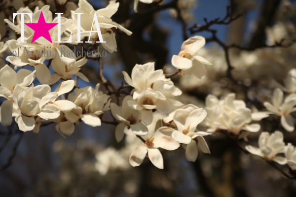 Бруклинский Ботанический Сад в Нью-Йорке (Brooklyn Botanic Garden)