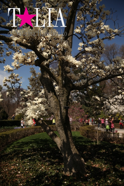 Бруклинский Ботанический Сад в Нью-Йорке (Brooklyn Botanic Garden)
