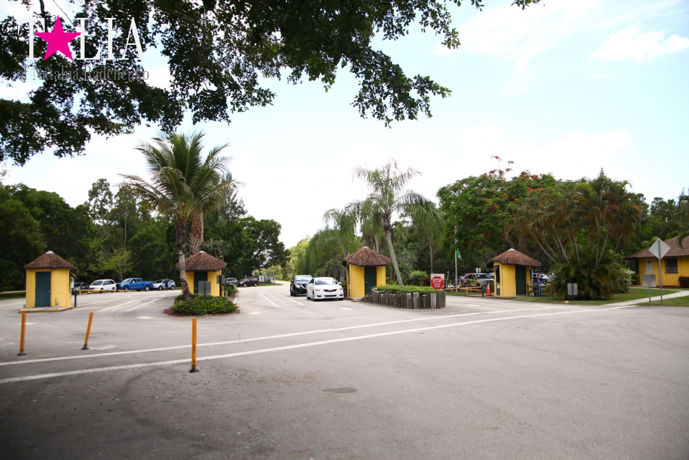 Львиное сафари в Майами (Lion Country Safari)