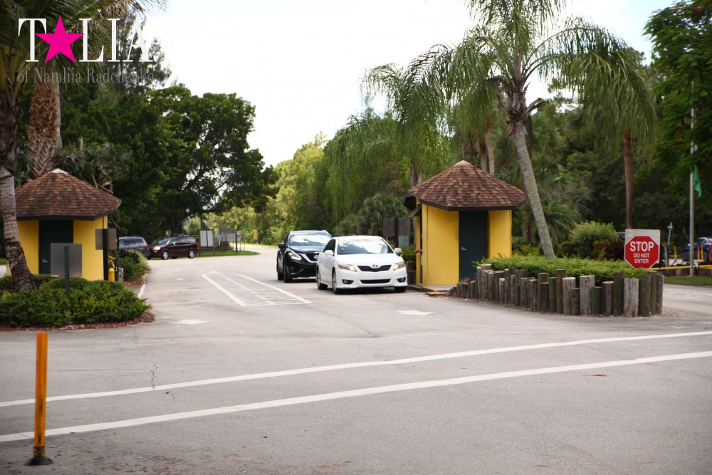 Львиное сафари в Майами (Lion Country Safari)