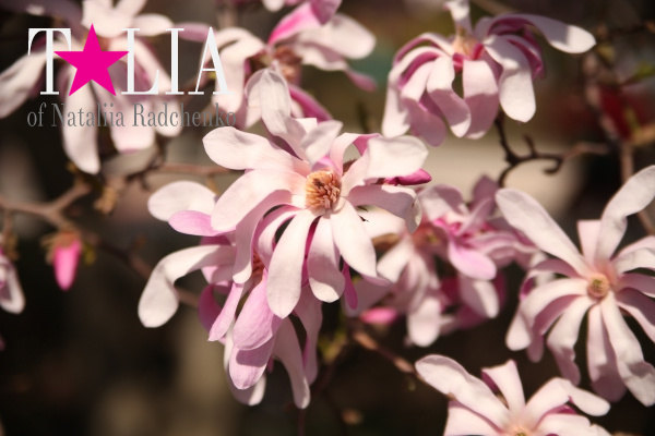 Бруклинский Ботанический Сад в Нью-Йорке (Brooklyn Botanic Garden)