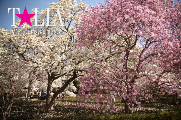 Бруклинский Ботанический Сад в Нью-Йорке (Brooklyn Botanic Garden)