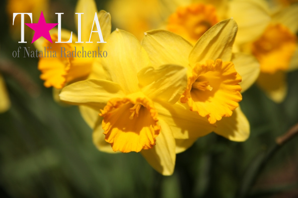 Бруклинский Ботанический Сад в Нью-Йорке (Brooklyn Botanic Garden)