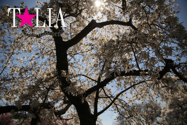 Бруклинский Ботанический Сад в Нью-Йорке (Brooklyn Botanic Garden)