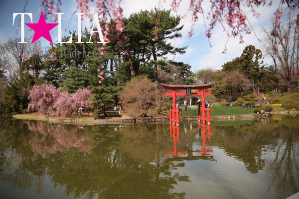 Бруклинский Ботанический Сад.