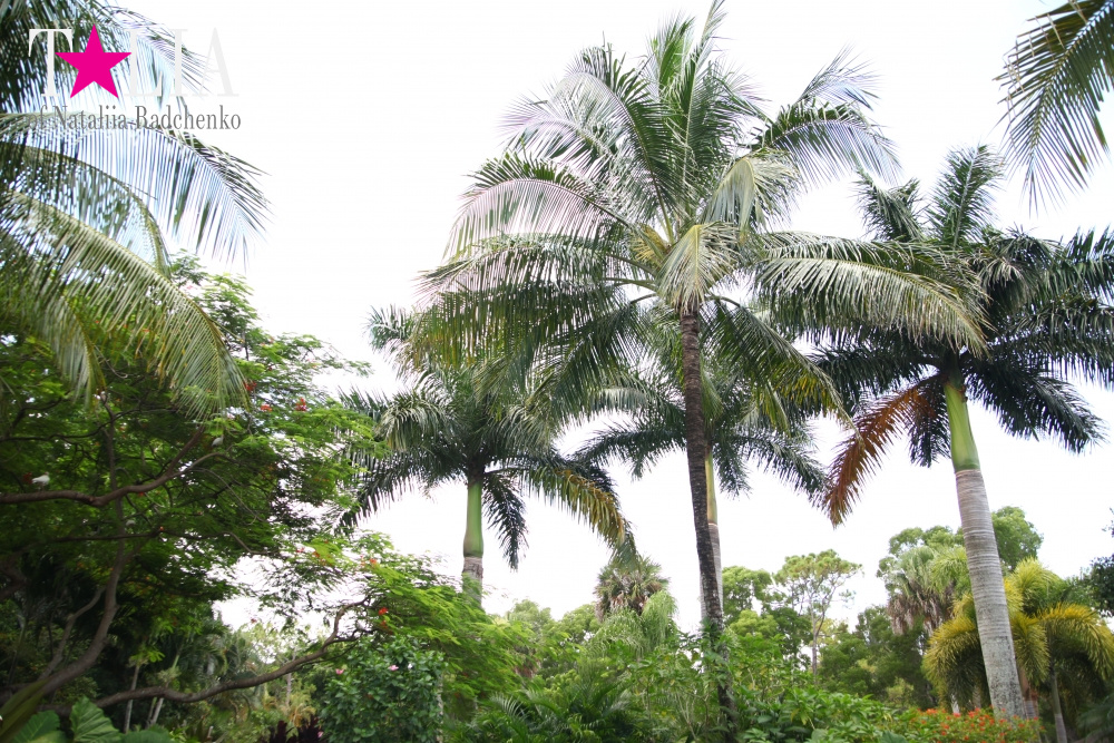 Катание на лодке вокруг Острова обезьян в Стране Львов, Флорида