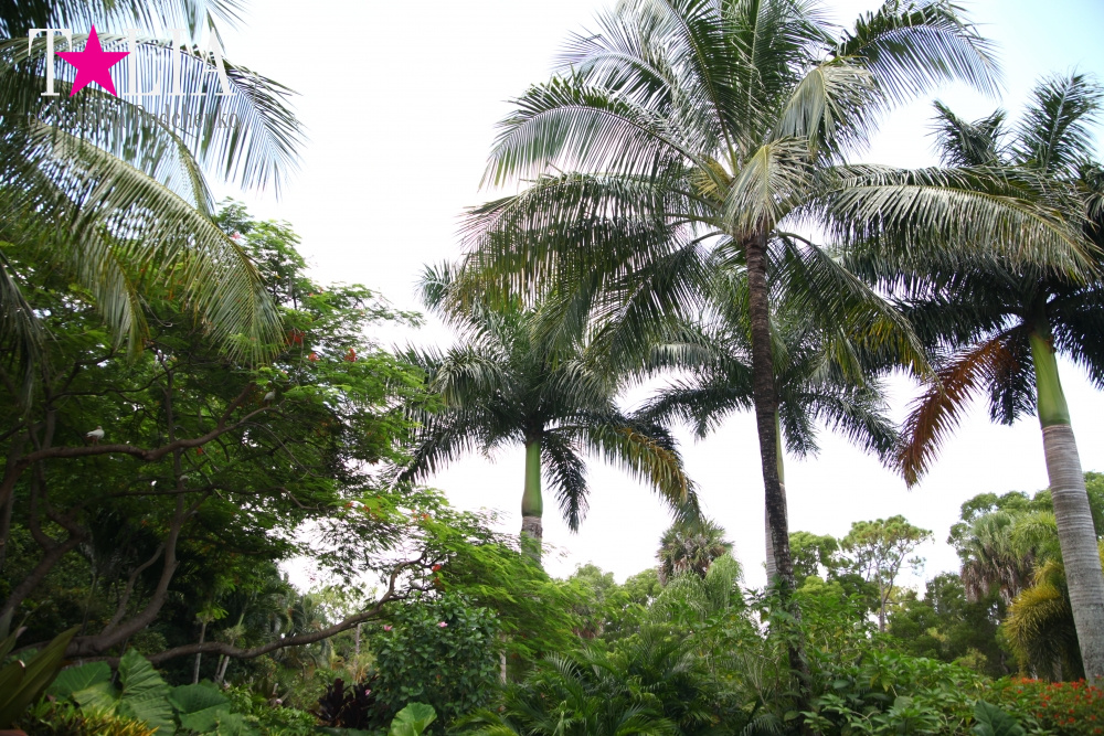 Катание на лодке вокруг Острова обезьян в Стране Львов, Флорида